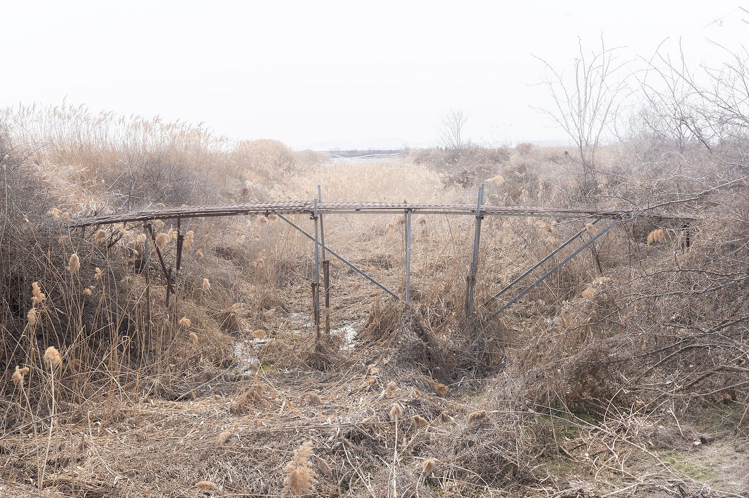 Photo of a simple, weathered footbridge crossing a narrow, dry channel in the Yeocha-ri tidal flats on Ganghwa Island, surrounded by tall reeds and bare winter vegetation.