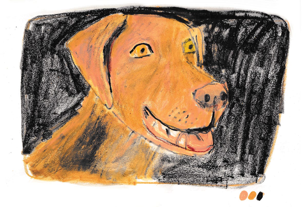 brown hound puppy illustration by Beth Spencer