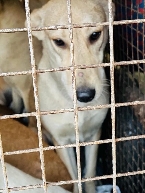 Images of adorable doggos being transported for their spay/neuter and vaccination.