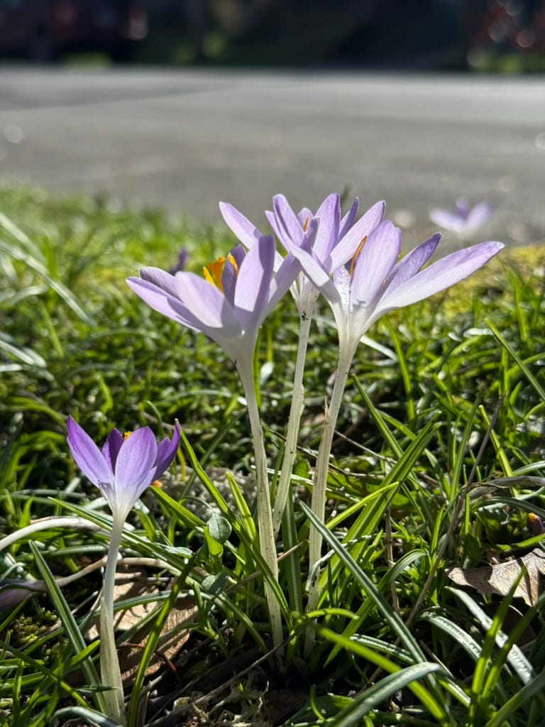 Purple crocus flowers blooming in early spring. 