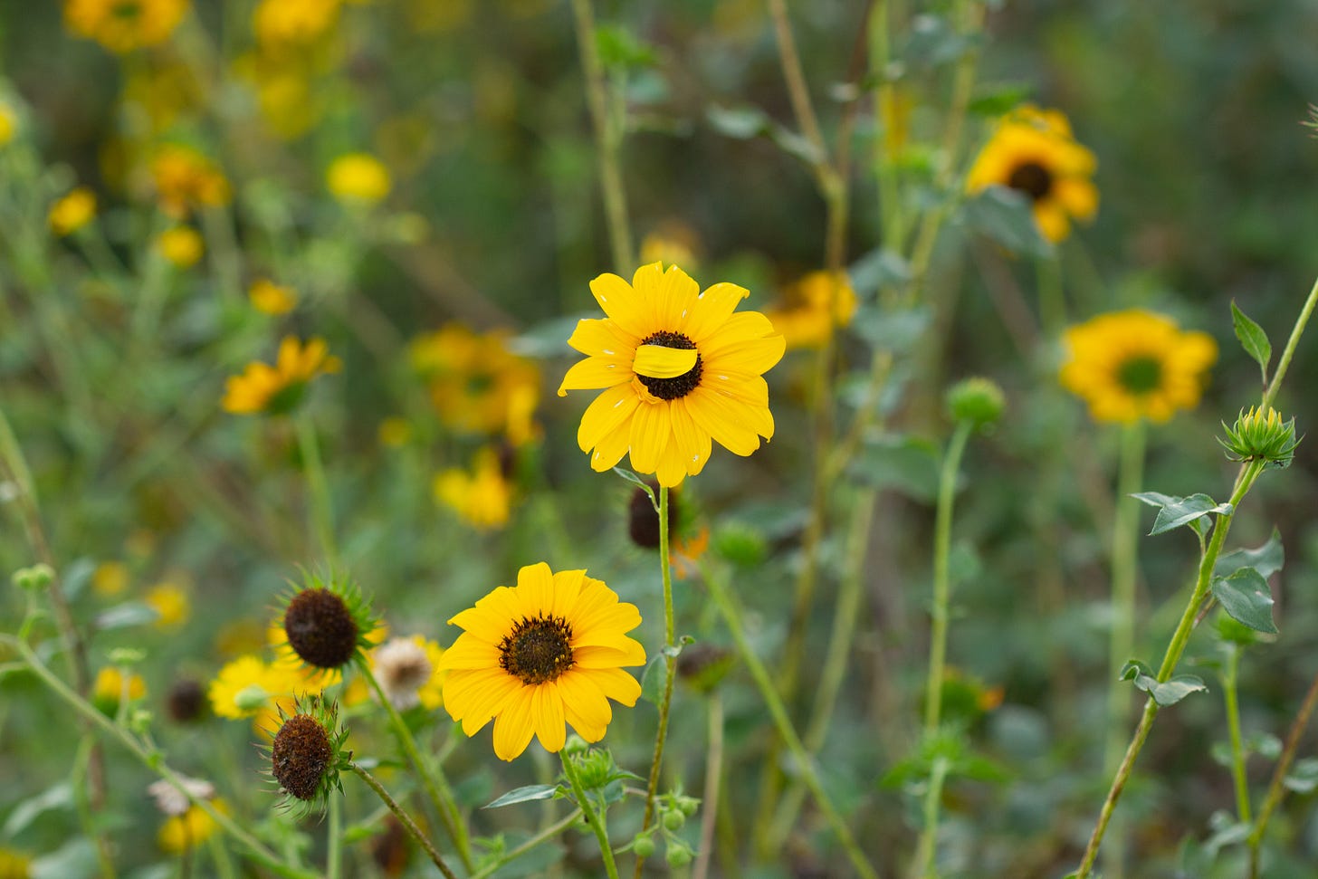 Many yellow sunflowers with brown centers. The sunflower in the middle has a single yellow ray flower folded halfway across the brown center, like a hand partially covering a face