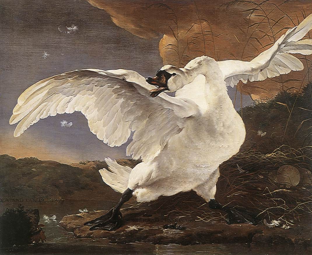 A white swan spreads its wings and hisses fiercely to defend its nest against a dog A white swan spreads its wings and hisses fiercely to defend its nest against a dog