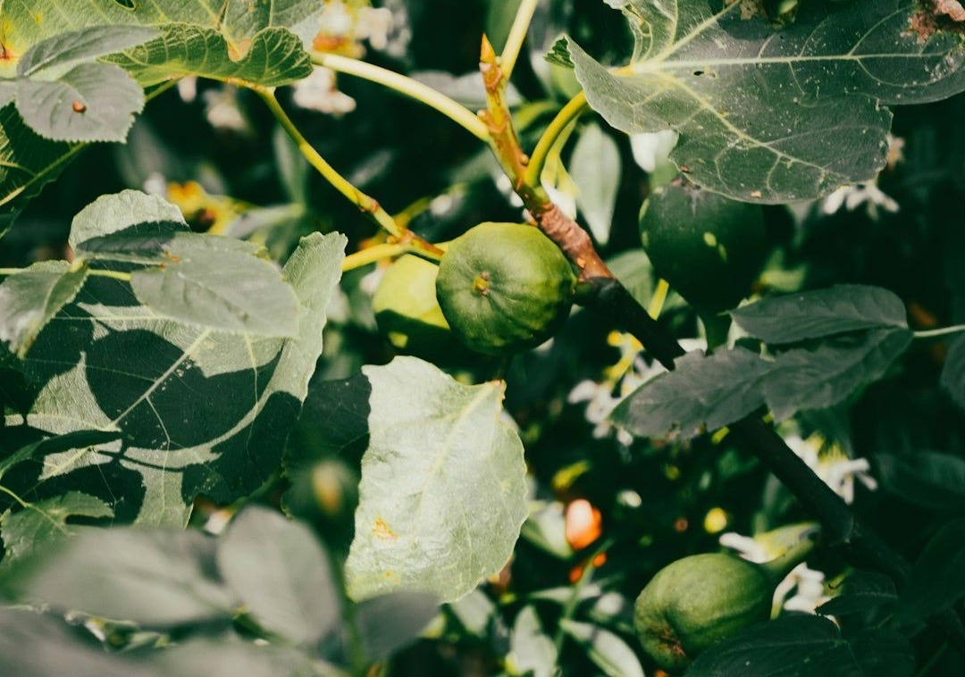 Figs grow amidst leaves and small white flowers.