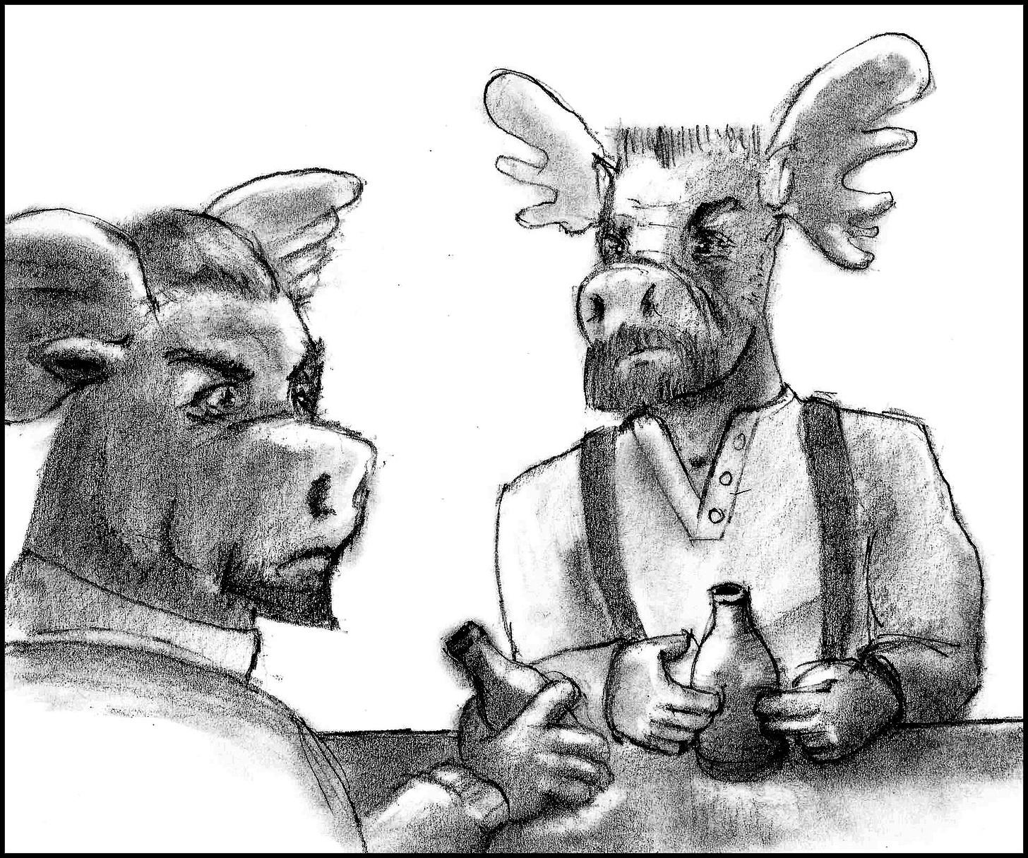 Two moose drink bear and eye each other warily