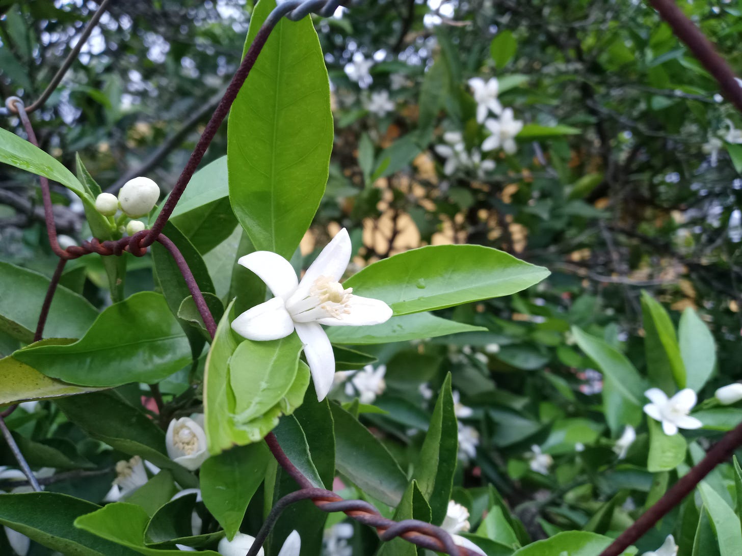 Orange blossoms