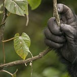 Anthropology.net