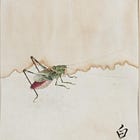 I dream of grasshoppers