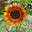 The Messy Gardener's avatar