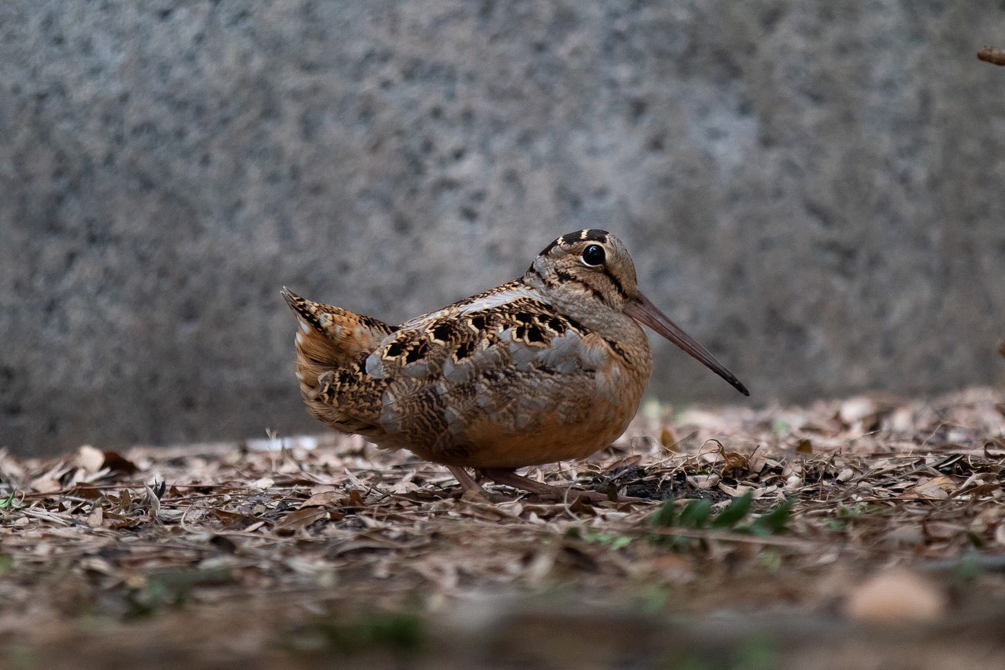 a potato-shaped bird with a bushy tail, giant eyes and a long beek standing in leaf litter against a concrete wall. it is brown with lots of gray and black patterning on its back.