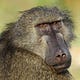 Baboon's Musings