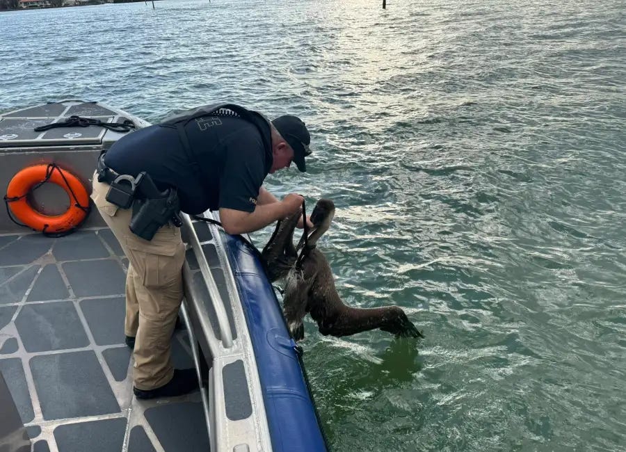 Holmes Beach Marine Officers Rescue Injured Pelican During Patrol