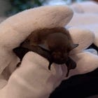 The Tale of Raspberry the Pipistrelle 