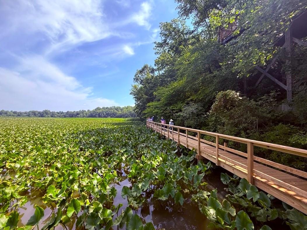 Jug Bay Wetlands Sanctuary : r/maryland Jug Bay Wetlands Sanctuary : r/maryland