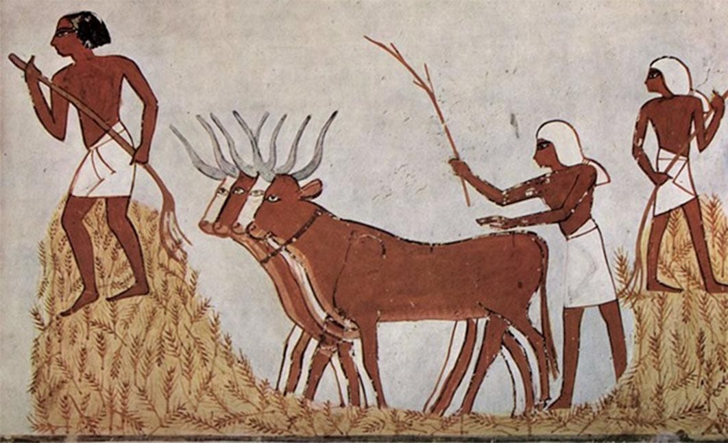 Egyptians with domesticated cattle and corn circa 1422-1411 BC ( Public Domain ) Egyptians with domesticated cattle and corn circa 1422-1411 BC ( Public Domain )