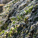 The Wildlife Garden Podcast