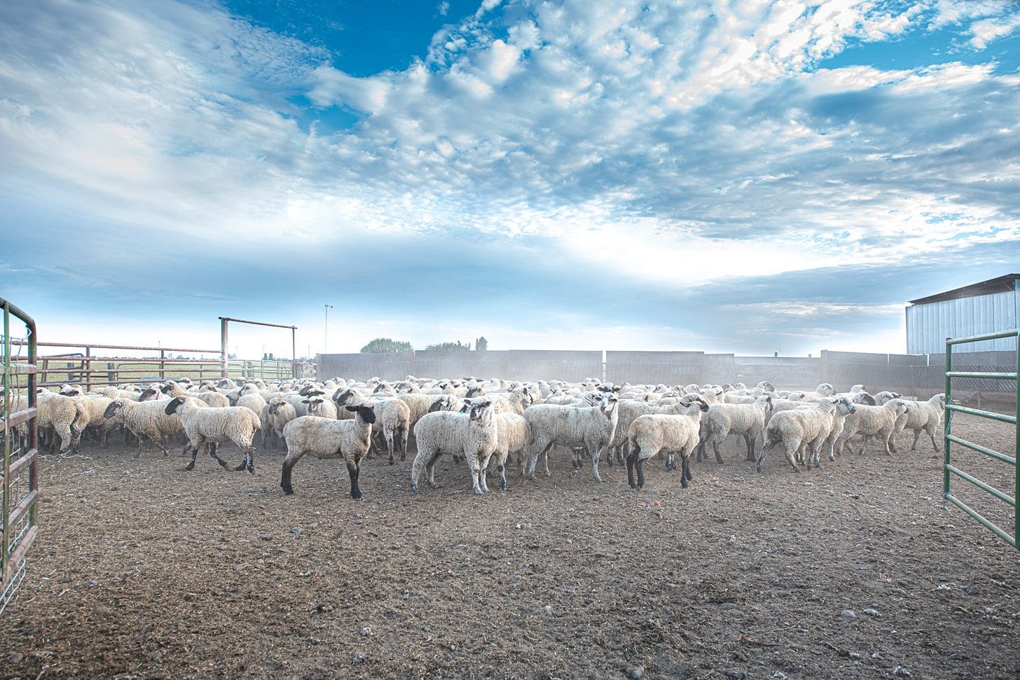 About — Emigh Lamb