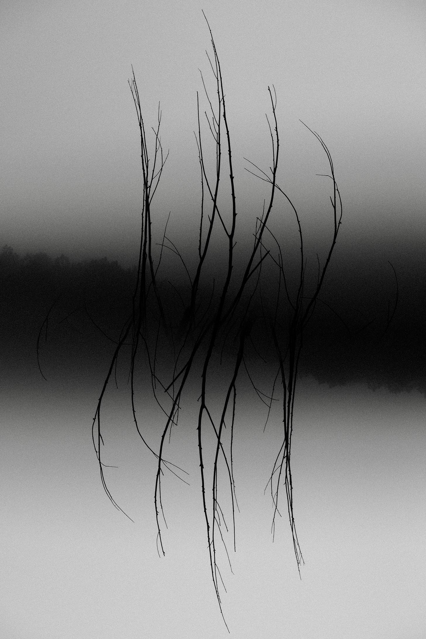 Swamp tree mirrored