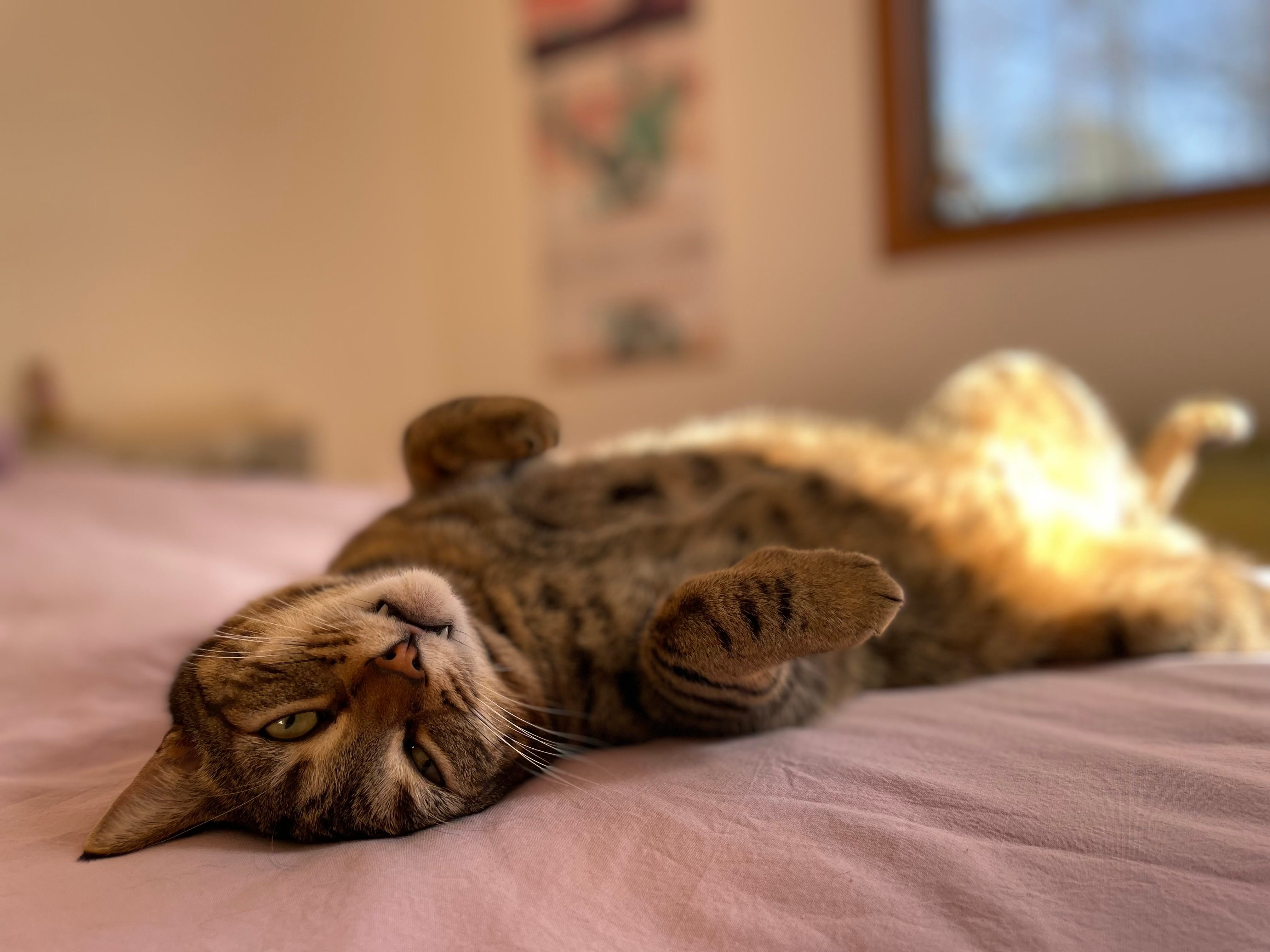 Sleeping at the Clown Motel - by Jean Campbell