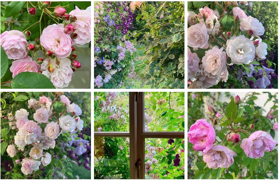 pink roses climbing around a cottage