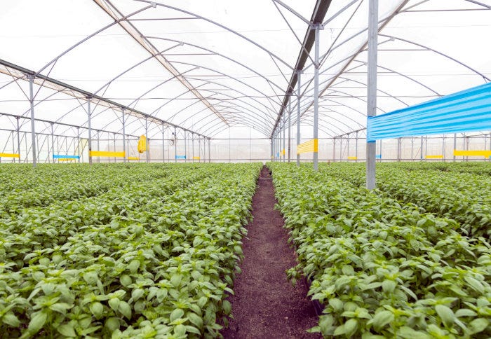 In 2020, Agris, Maris' agriculture and forestry division, founded Evergreen Herbs Ltd which specialises in exporting fresh herbs like chives, basil, and mint to global markets, utilizing over 50 hectares of production split between two farms located on the outskirts of Nairobi, Kenya.