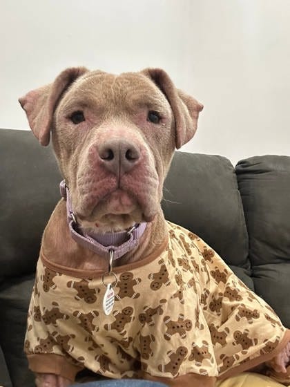 May be an image of dog