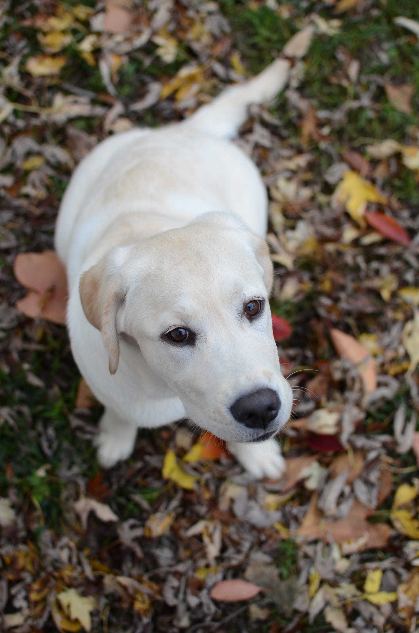A yellow Labrador retriever sits in a pile of leaves looking sweetly up at you.