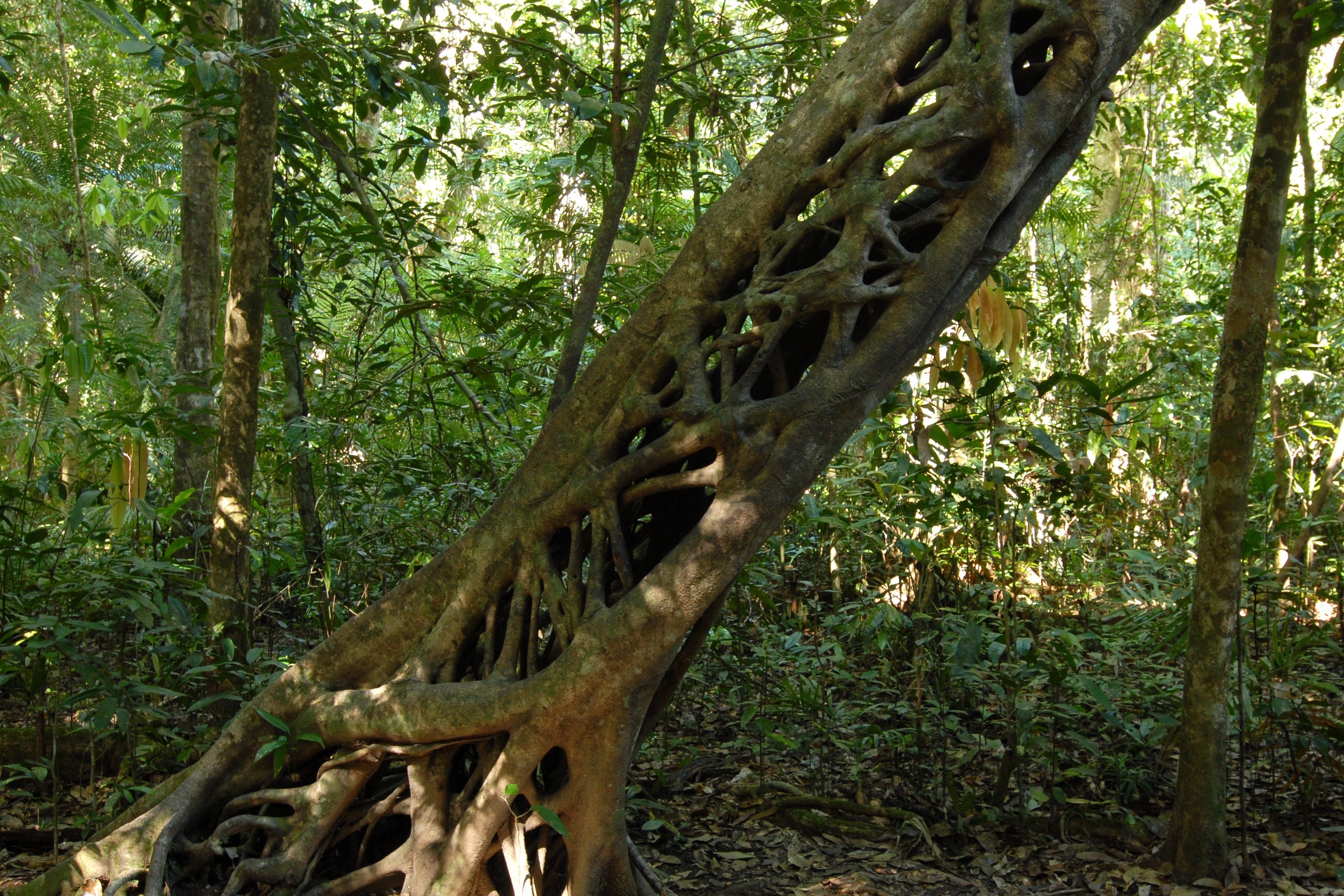 Strangler Fig Pattern