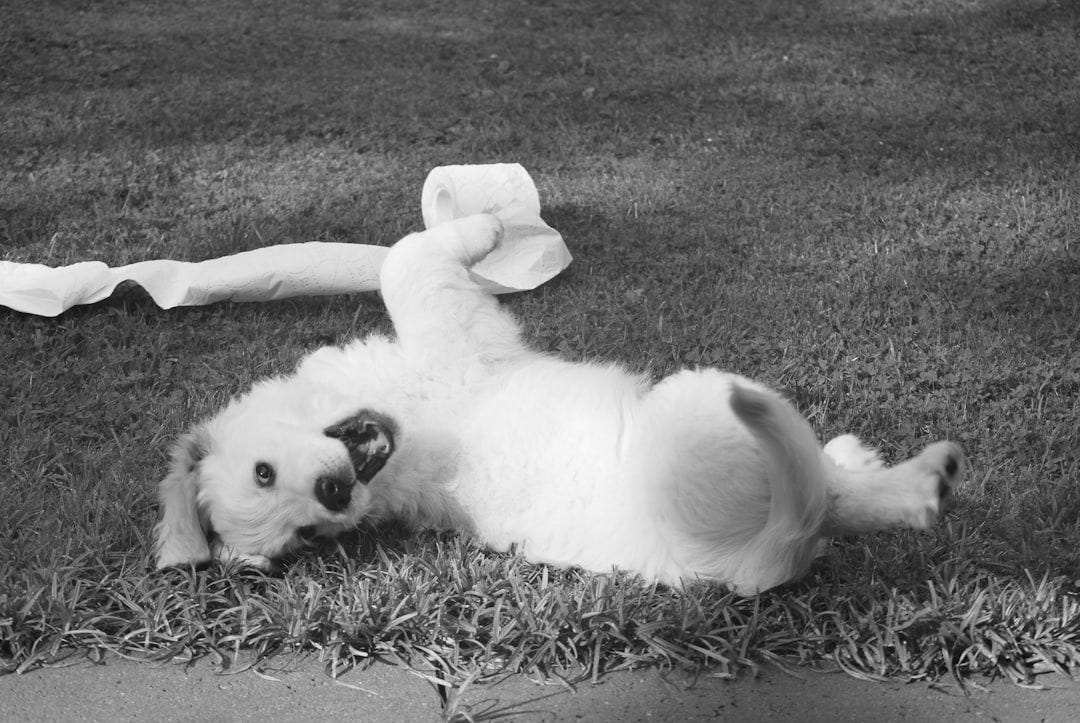 white puppy rolling on green grass white puppy rolling on green grass