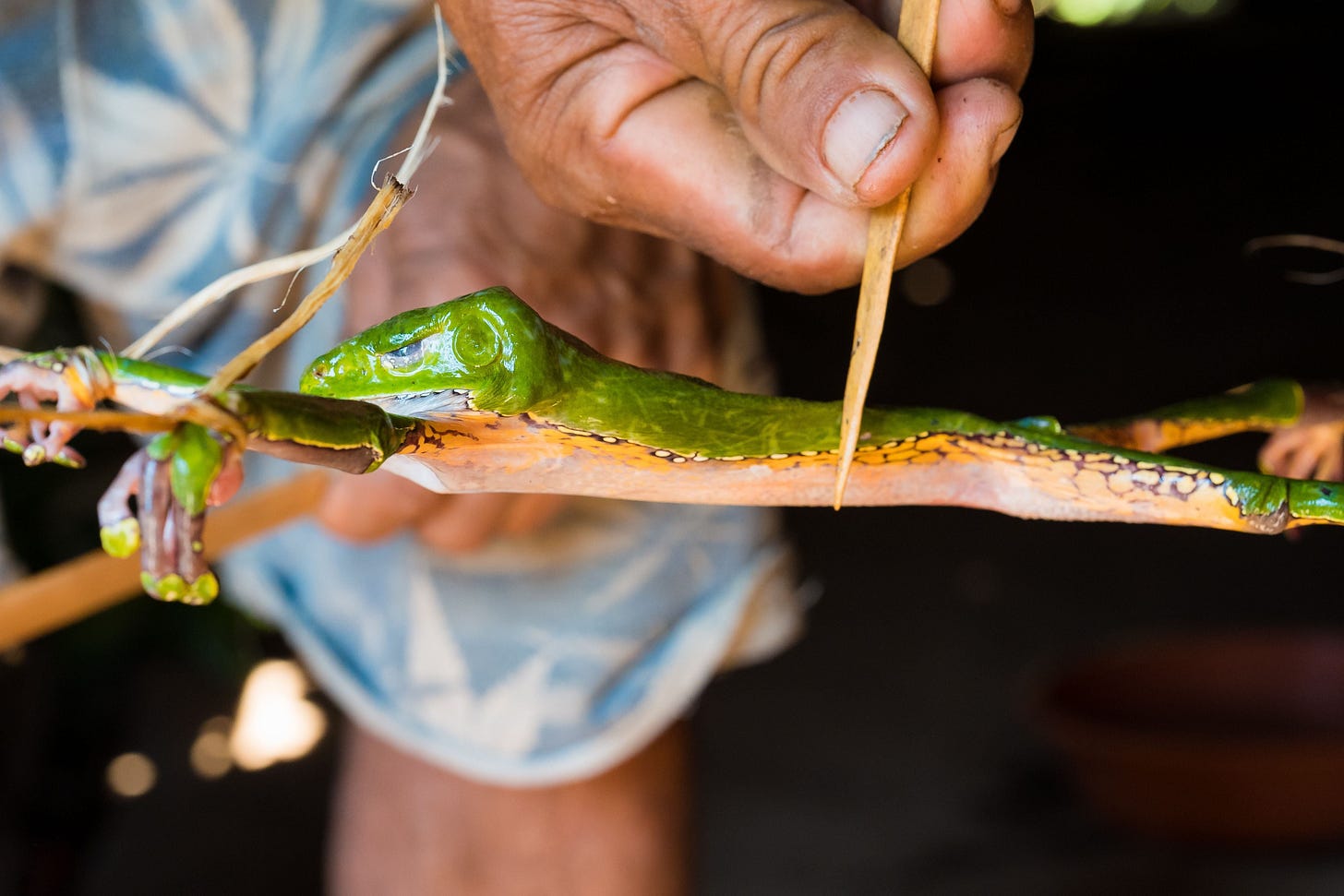 Des purges à base de venin de grenouille inquiètent la Santé publique Des purges à base de venin de grenouille inquiètent la Santé publique