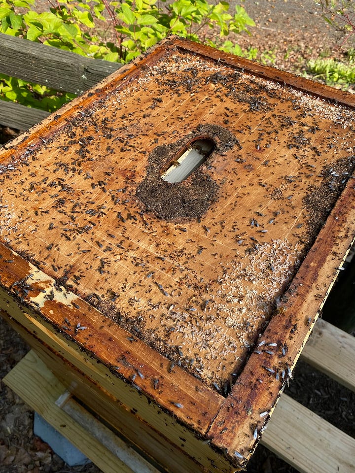 Bearding bees and an ant infestation.