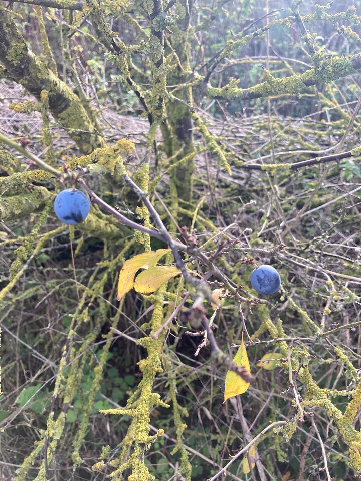 Rosehips, beech nut shells, mushrooms growing in a woodland, a tree with two yellow leaves and two bullaces hanging from otherwise bare branches.