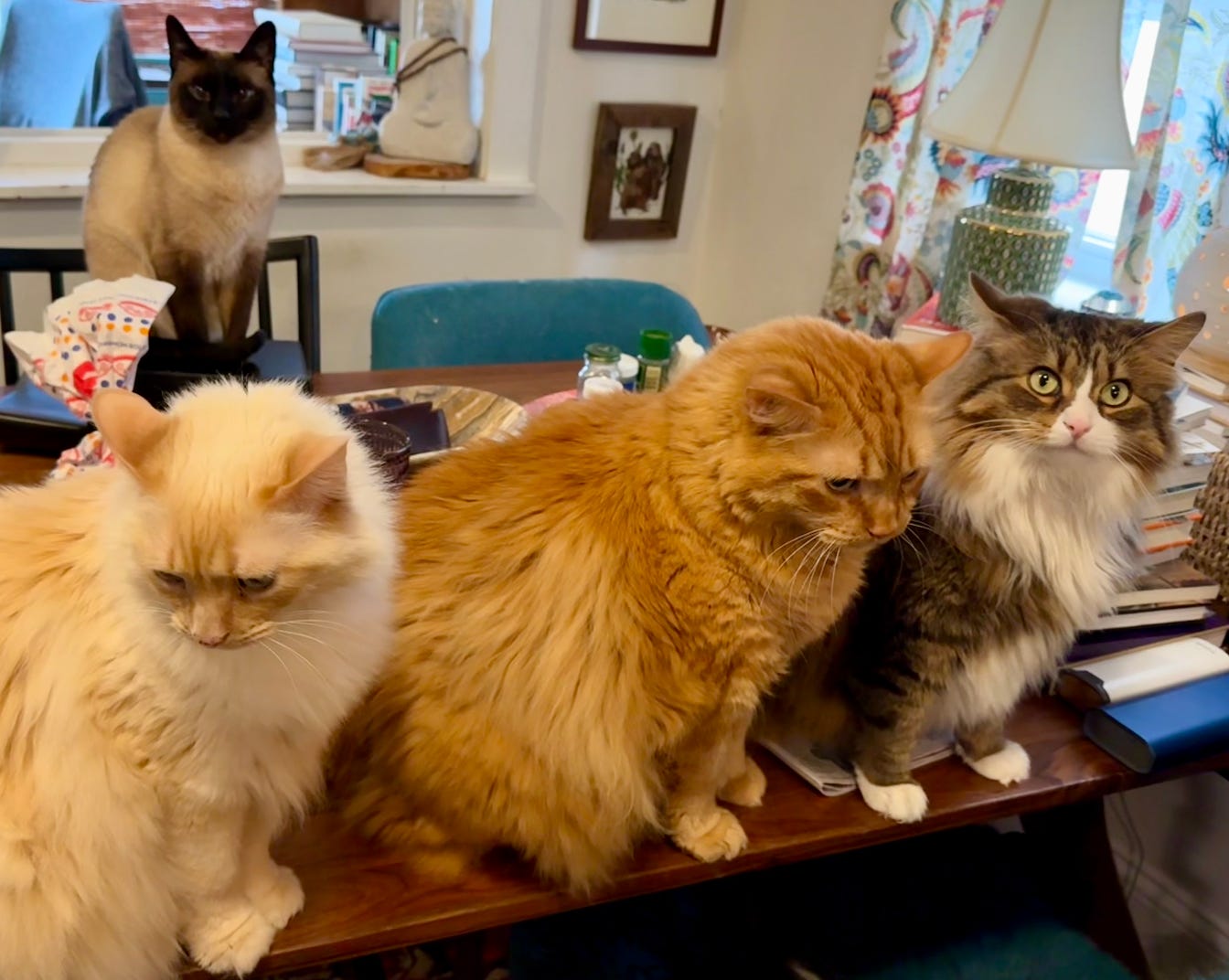 four cats on a cluttered table. on left a white floof with pink ears looking off to left; in middle a big orange floof looking down; on right a calico floof looking up with surprised green eyes because there is a sale! in the background a cross-eyed siamese sits on a box and lurks. four cats on a cluttered table. on left a white floof with pink ears looking off to left; in middle a big orange floof looking down; on right a calico floof looking up with surprised green eyes because there is a sale! in the background a cross-eyed siamese sits on a box and lurks.