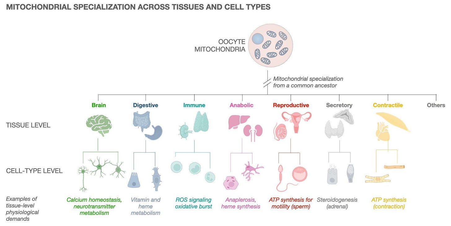 Diagram showing mitochondrial specialization across tissues and cell types. Diagram showing mitochondrial specialization across tissues and cell types.
