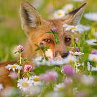 letters to the foxes