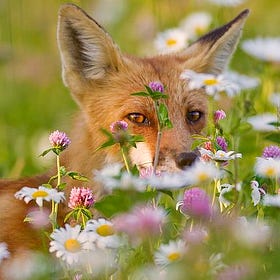 letters to the foxes