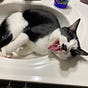 BubberCat's avatar