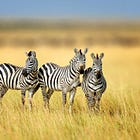 Zebras Don't Sweat Deadlines