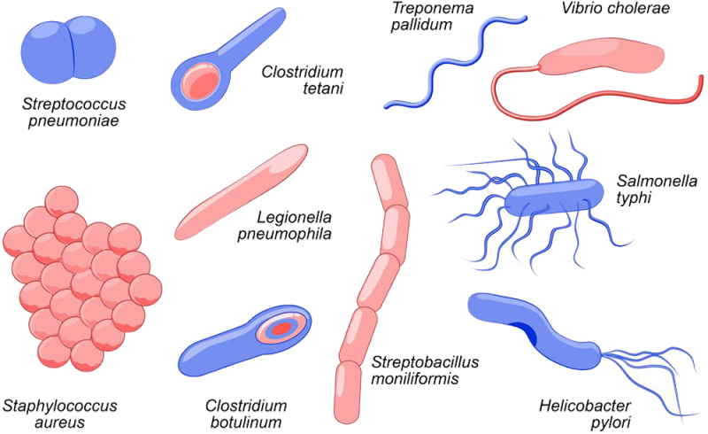 Types of bacteria bacteria