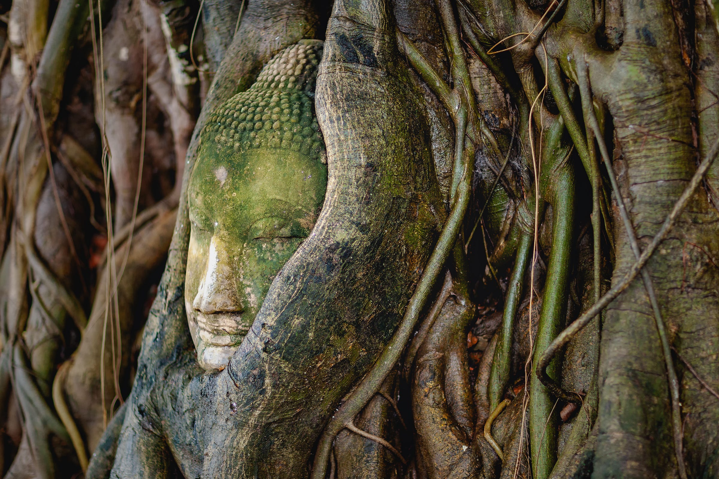 A Buddha head entwined in the roots of a banyan tree, Wat Mahathat, Ayutthaya, Thailand. 1/250, ƒ/1.2, ISO 200, 85mm. © Gavin Gough