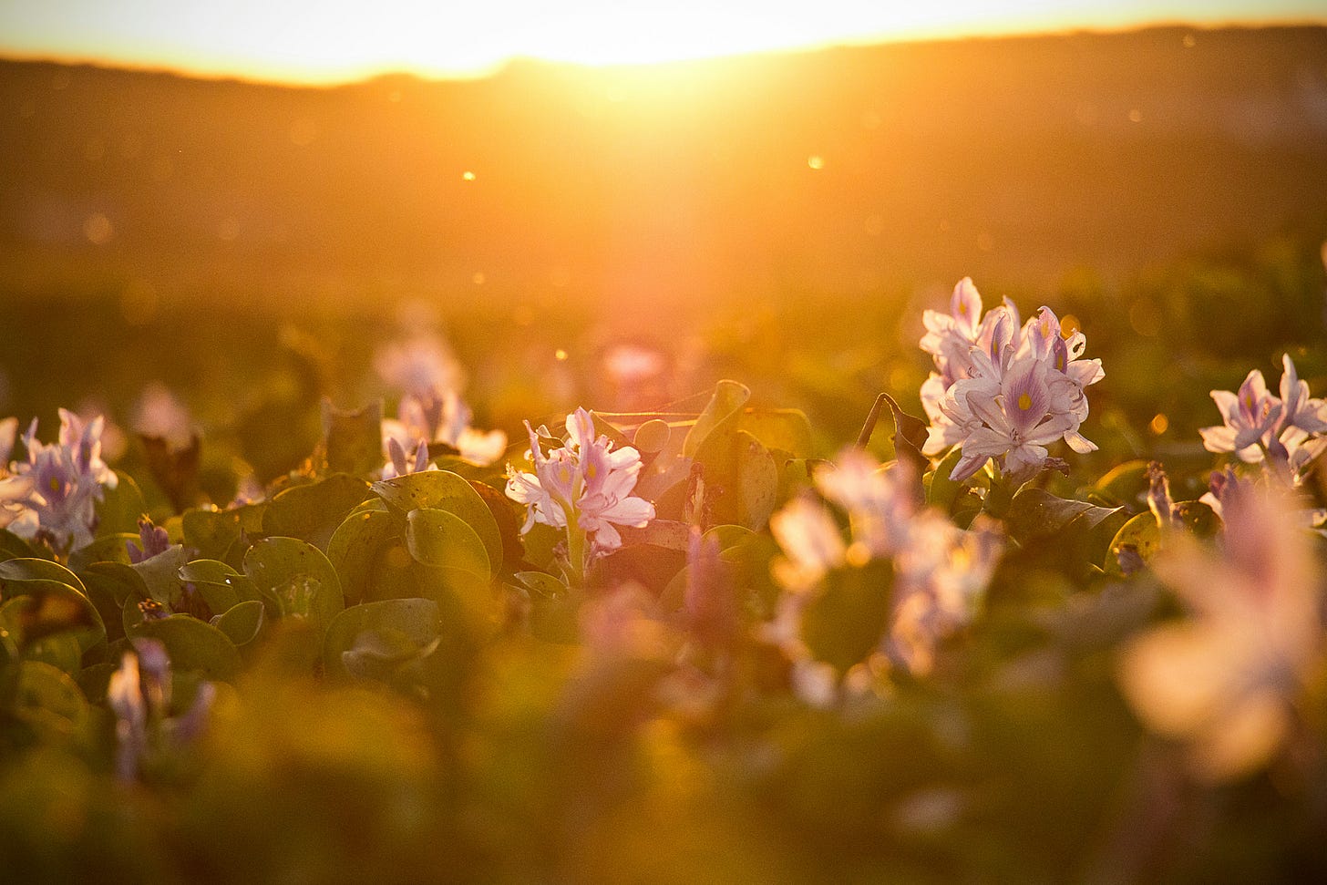 Flowers under a sunset. Flowers under a sunset.