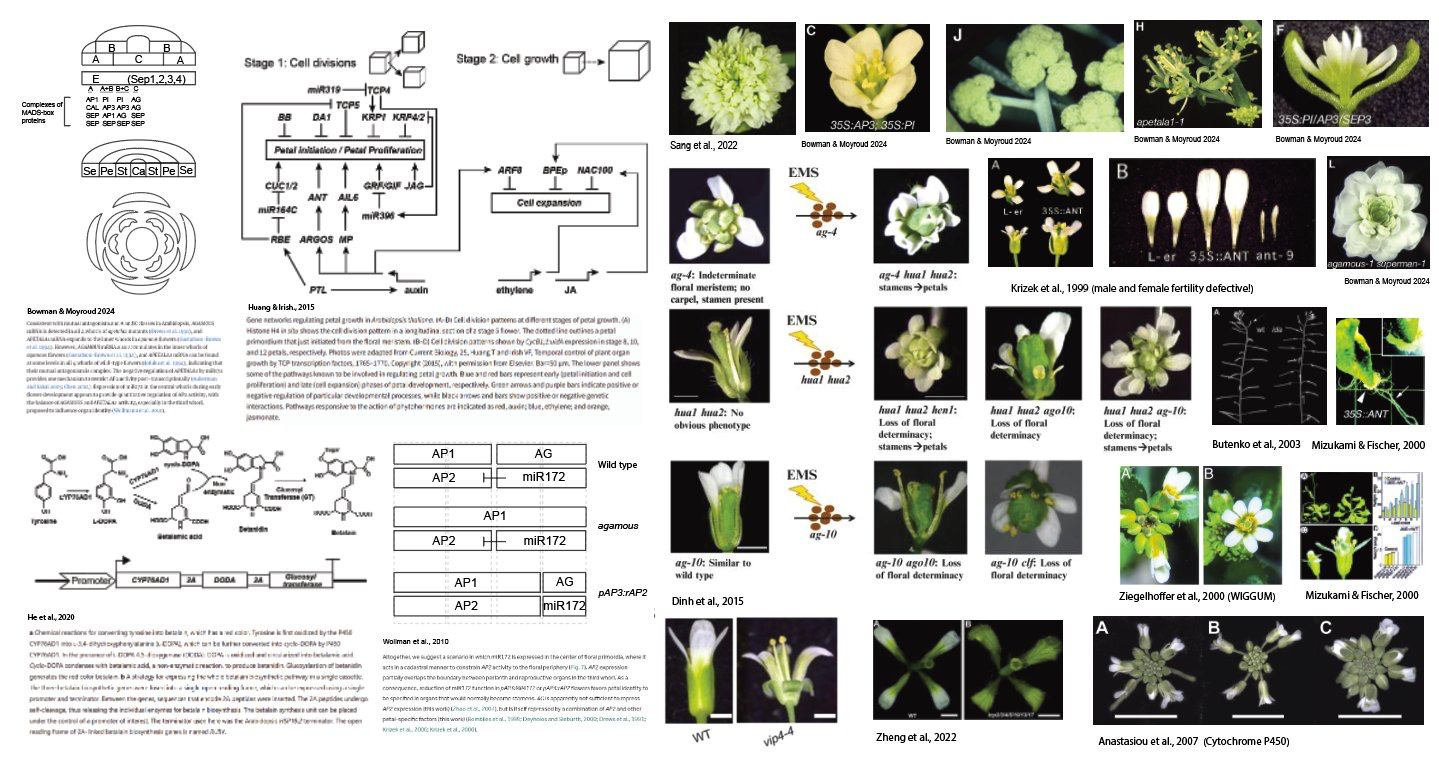 flowerプロフ The Flower Designer - by Niko McCarty - Asimov Press