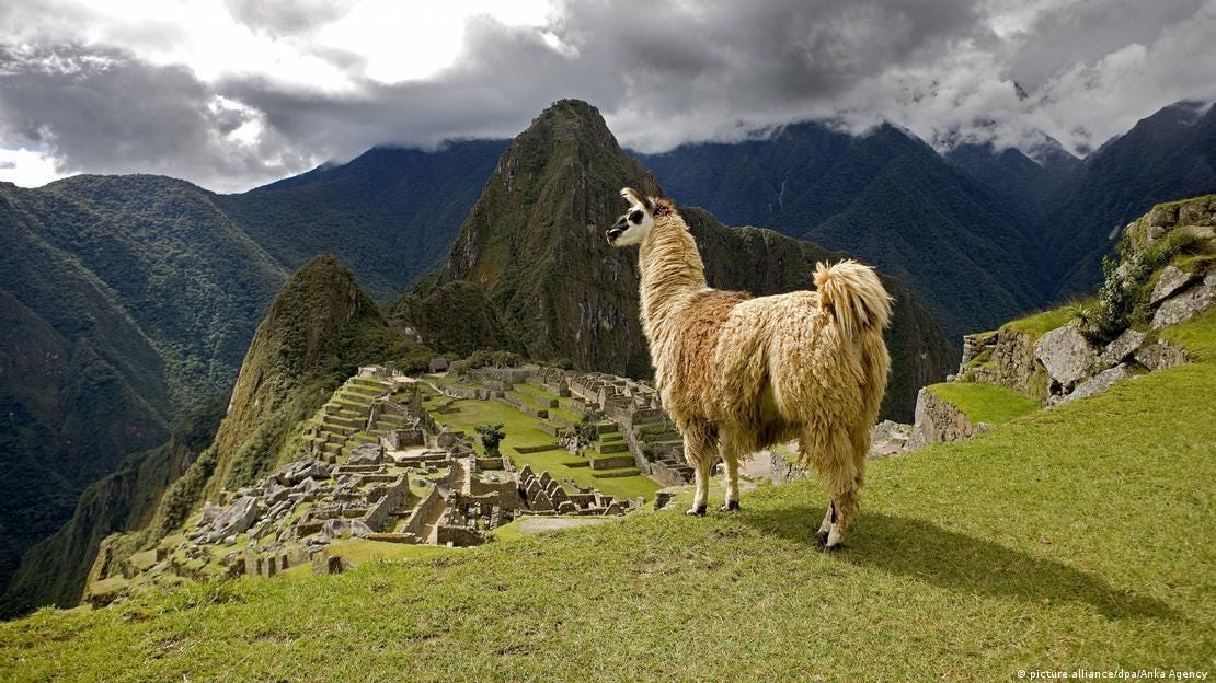  Lama Machu Picchu Peru 