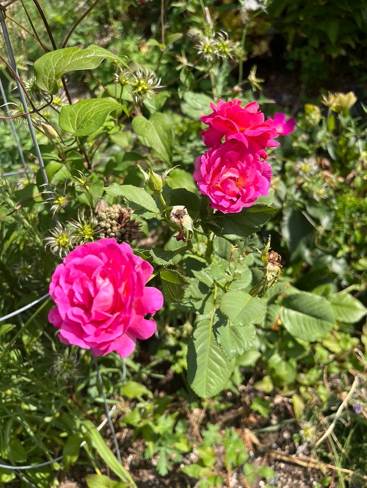Rosa Boscobel and Outta the Blue, Bobo hydrangea, freshly picked blackberries