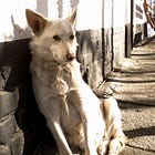 Like a Duck Against Thunder