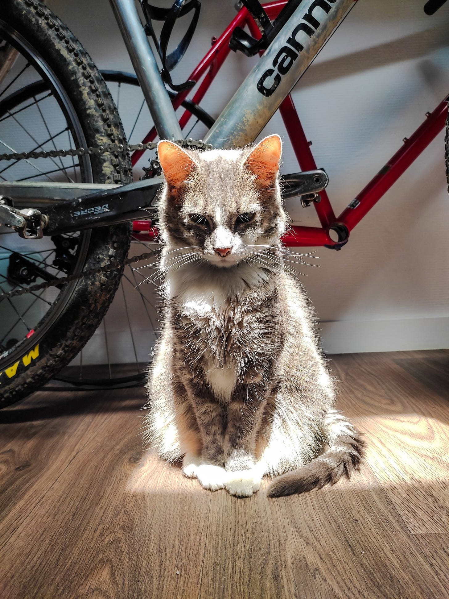Chat sous un puit de luniere avec des velos derrieres lui