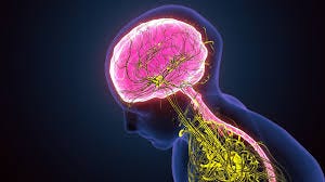 Sympathetic nervous system and immune ...