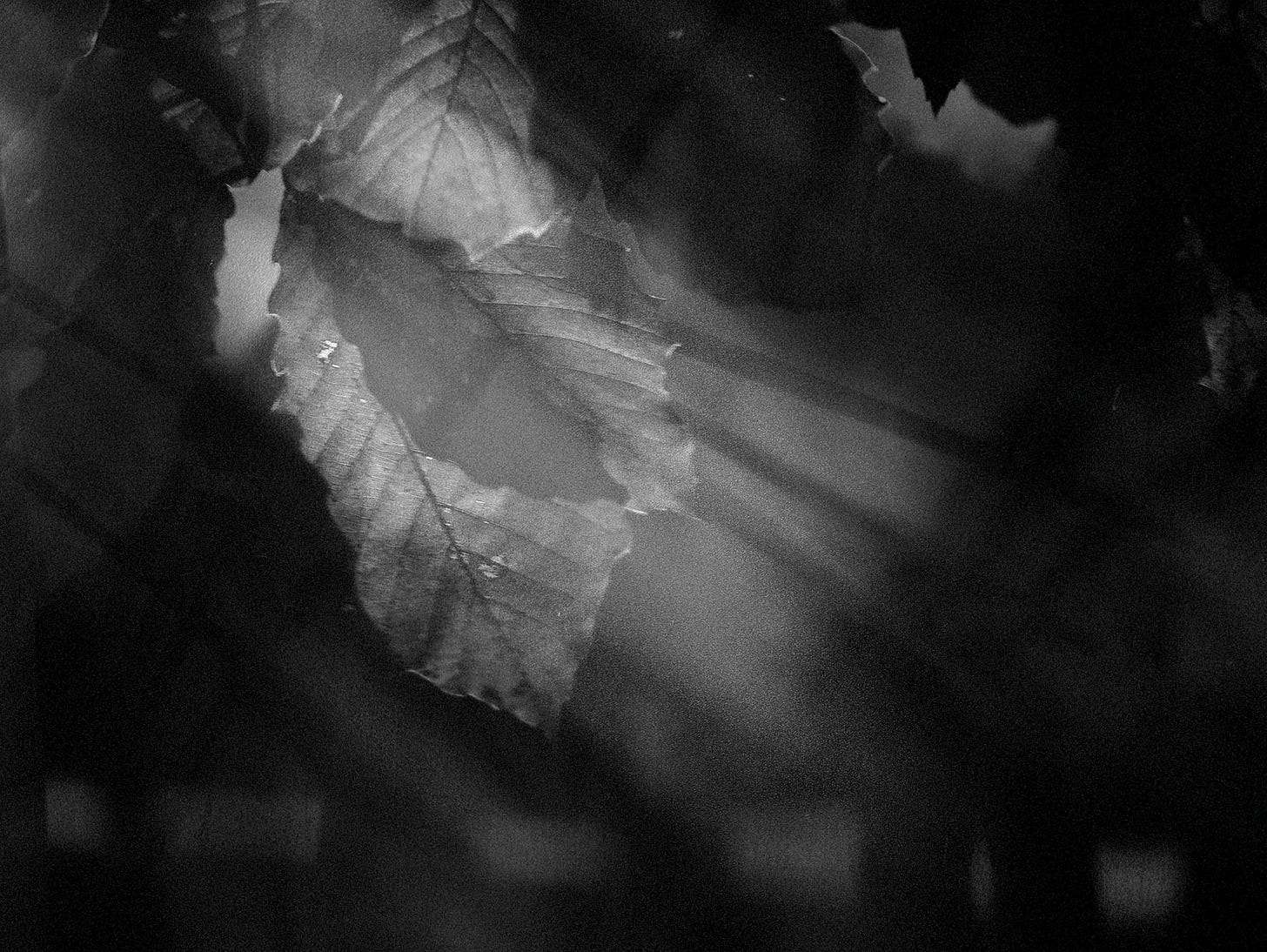 A black and white photo of dappled sunlight filtering through a tree leaf.