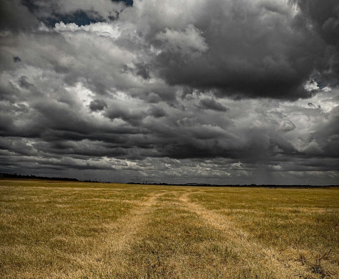 brown field during daytime