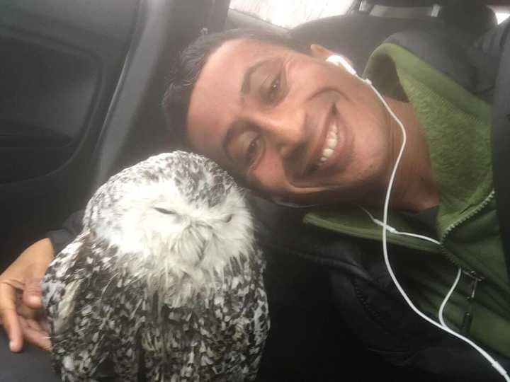 Peekskill wildlife photographer Anwar Alomaisi and the snowy owl he rescued Saturday morning in Connecticut. Peekskill wildlife photographer Anwar Alomaisi and the snowy owl he rescued Saturday morning in Connecticut.