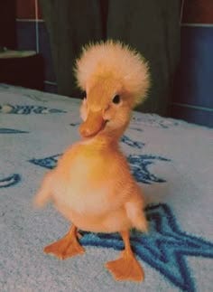 7 duck👉👈 and cute ducklings ideas to save today | cute little animals,  cute funny animals, funny animals and more
